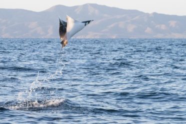 mobula-ray-005