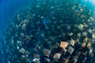 mobula-ray-006